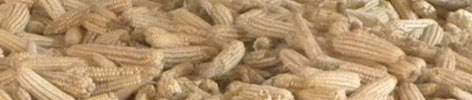 corn